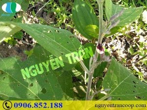 Bạn đã biết công dụng Cây An Xoa chữa nóng gan hay chưa?