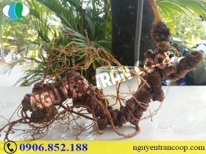 Bất ngờ với công dụng của Sâm Ngọc Linh với bệnh ung thư