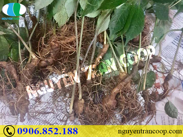 Bất ngờ với công dụng của Sâm Ngọc Linh với bệnh ung thư