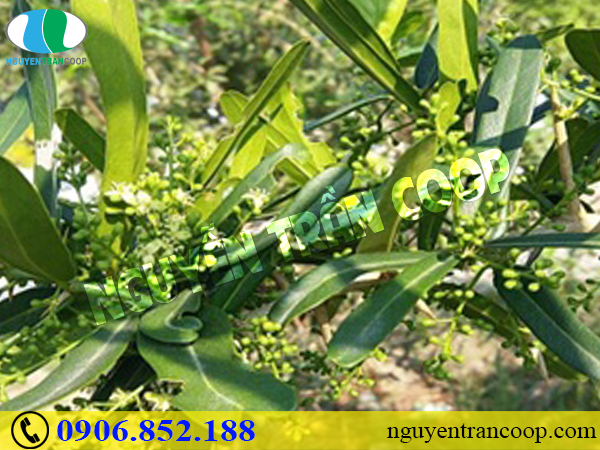 Bệnh nhân phải đối diện với tác dụng phụ của hóa trị như thế nào?