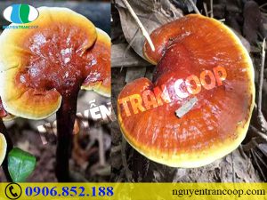 Cách dùng Nấm Lim Xanh và Xạ Đen để chữa bệnh gan