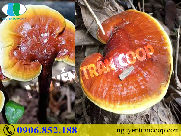 Cách dùng Nấm Lim Xanh và Xạ Đen để chữa bệnh gan