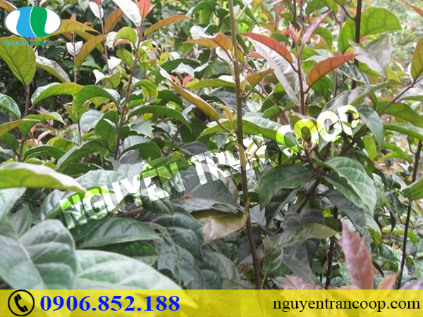 Cách dùng Nấm Lim Xanh và Xạ Đen để chữa bệnh gan