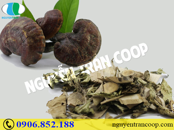 Cách dùng Nấm Lim Xanh và Xạ Đen để chữa bệnh gan