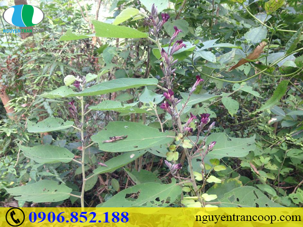 Cần chuẩn bị gì khi chẩn đoán bệnh gan?