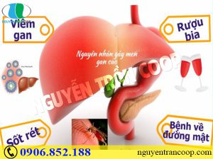 Cây An Xoa trị men gan cao có tốt không?