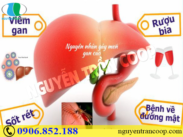 Cây An Xoa trị men gan cao có tốt không?