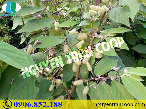 Cây An Xoa trị men gan cao có tốt không?