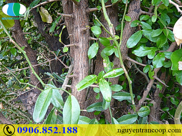 Chi phí điều trị ung thư gan là bao nhiêu?