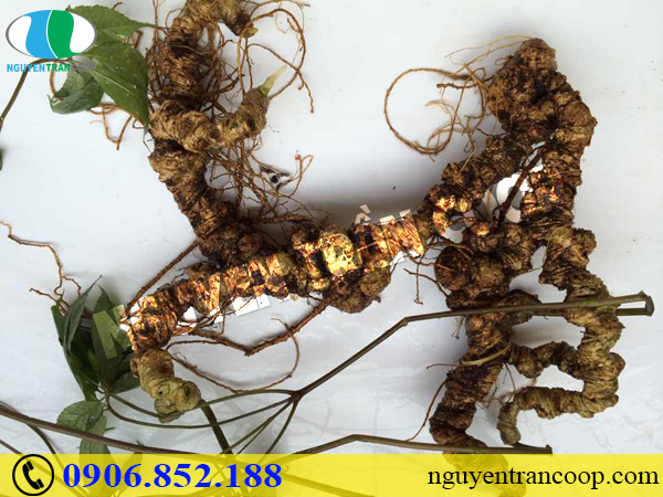 Chiêu trò làm Sâm Ngọc Linh giả khiến người dùng hoang mang