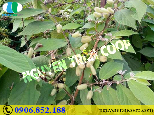 Chịu khó ăn những thực phẩm bổ gan - Không sợ bệnh gan đến tìm