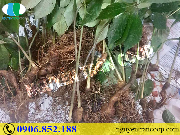 Chuyện ly kì về nguồn gốc của Sâm Ngọc Linh