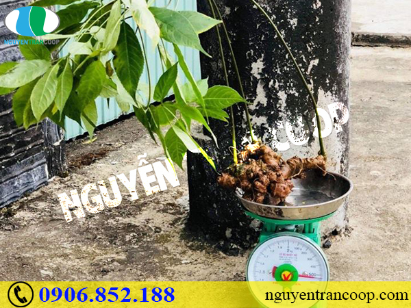 Chuyện ly kì về nguồn gốc của Sâm Ngọc Linh