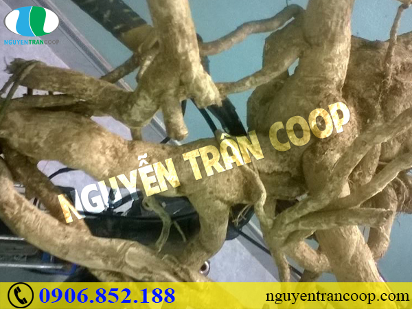 Có bao nhiêu giai đoạn ung thư gan? Biểu hiện như thế nào?