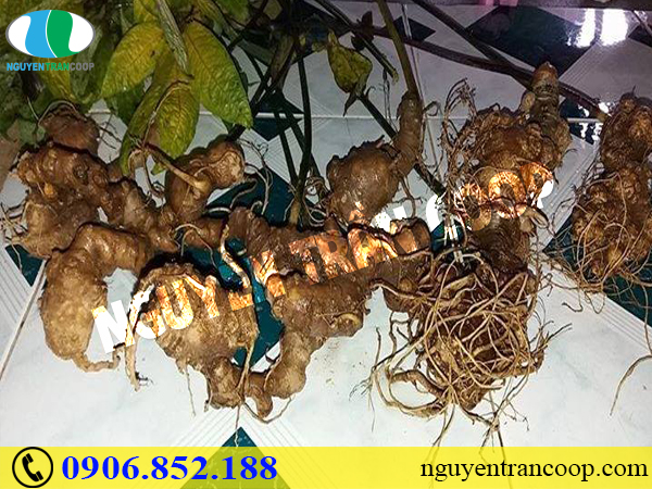 Có hay không tin đồn về tác dụng phụ của Sâm Ngọc Linh