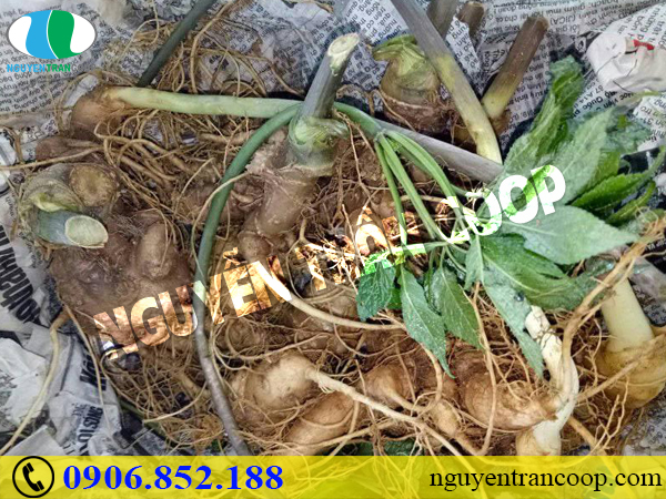 Có hay không tin đồn về tác dụng phụ của Sâm Ngọc Linh