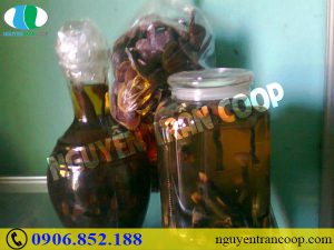 Có nên uống Nấm Lim Xanh ngâm rượu để nâng cao sức khỏe?