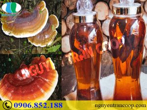 Có nên uống Nấm Lim Xanh ngâm rượu để nâng cao sức khỏe?