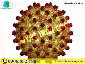 Dùng Cây An Xoa trị viêm gan B có được không?