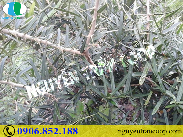 Dùng thảo dược nào để hỗ trợ điều trị u xơ tử cung?