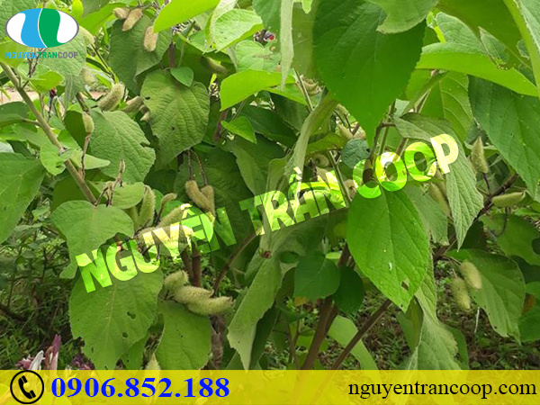 Gan bị “bội thực” do giải độc gan sai cách