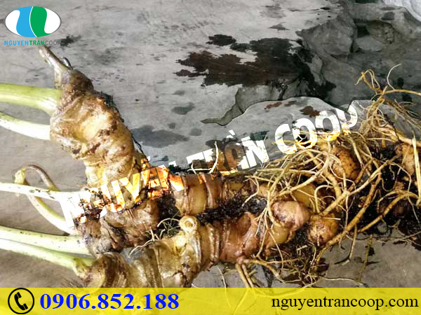 Gợi ý cho bạn cách chọn quà biếu Tết 2019