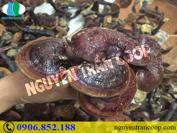 Nấm Lim Xanh chữa máu nhiễm mỡ có tốt không?