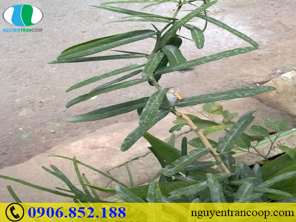 Ngăn ngừa ung thư di căn bằng liệu pháp ai cũng làm được