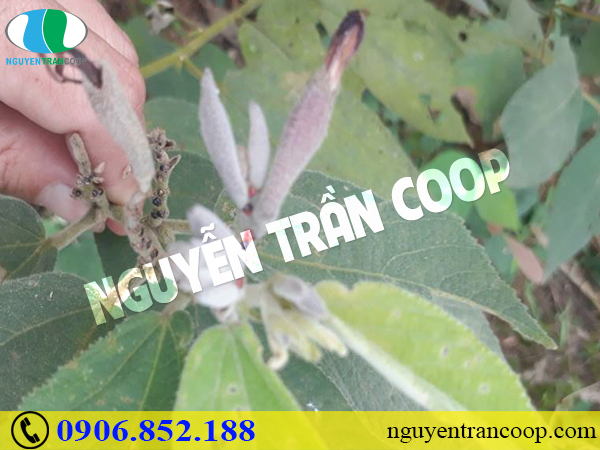 Người bị bệnh gan nhiễm mỡ cần kiêng gì?