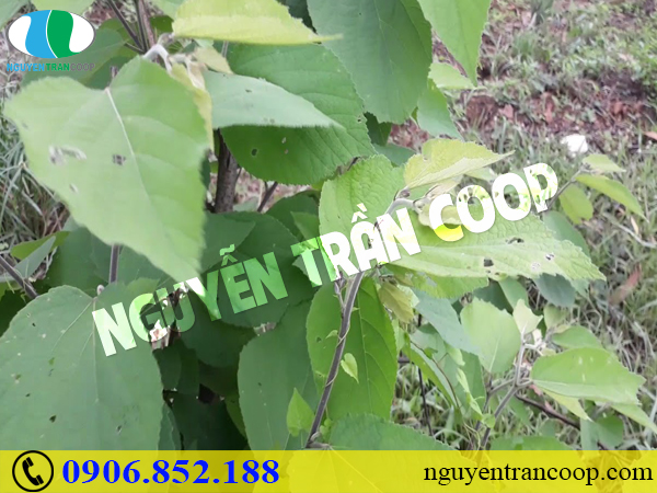 Nguyên nhân bị sán lá gan ai cũng dễ mắc phải