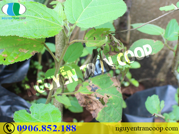 Những cách giúp bạn bảo vệ gan dịp cuối năm