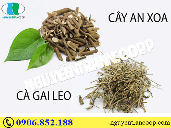 Rủi ro từ việc chữa bệnh gan bằng thảo dược trôi nổi