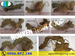 Sâm Ngọc Linh khô có cách dùng có khác với sâm tươi hay không?