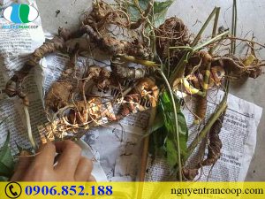 Sâm Ngọc Linh - Thần dược chống lão hóa cho phái đẹp