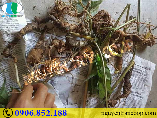 Sâm Ngọc Linh - Thần dược chống lão hóa cho phái đẹp