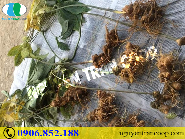 Sâm Ngọc Linh - Thần dược chống lão hóa cho phái đẹp