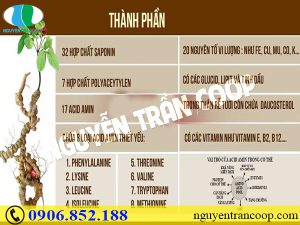 Saponin trong Sâm Ngọc Linh - Thành phần quý nhất của sâm có tác dụng gì?