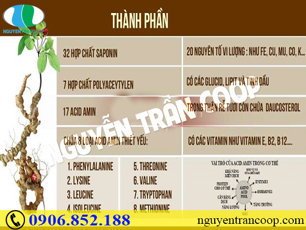 Saponin trong Sâm Ngọc Linh - Thành phần quý nhất của sâm có tác dụng gì?