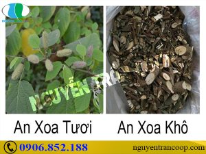 Tìm hiểu tác dụng Cây An Xoa chữa xơ gan