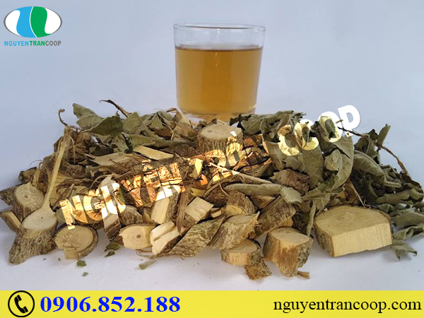 Tìm hiểu tác dụng Cây An Xoa trị gan nhiễm mỡ