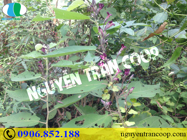 Tìm hiểu tác dụng Cây An Xoa trị gan nhiễm mỡ