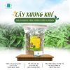 Cây Xương Khỉ - Bìm Bịp ( Mảnh Cộng ): Mát gan, lợi mật