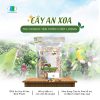 Cây An Xoa: Hỗ trợ xơ gan, viêm gan, men gan cao...