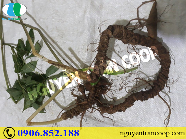 Cách bảo quản Sâm Ngọc Linh tốt nhất