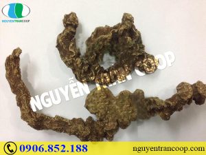 Cách bảo quản Sâm Ngọc Linh tốt nhất