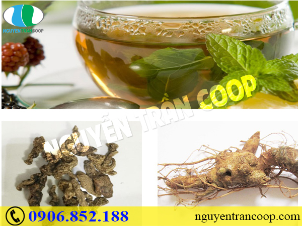 Cách nấu trà Sâm Ngọc Linh dễ làm nhất