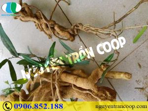 Cách nhận biết Xáo Tam Phân thật dễ nhất