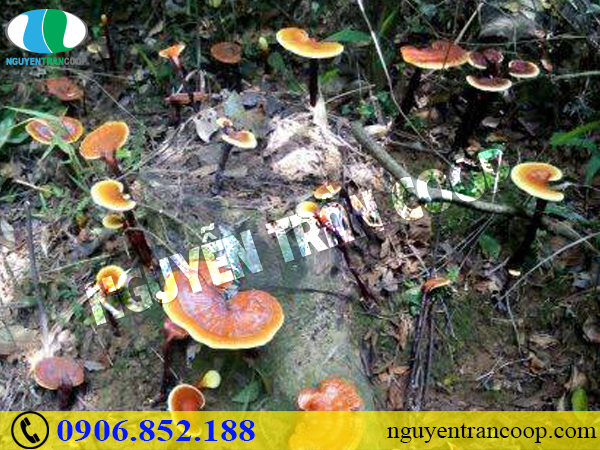 Cách sắc Nấm Lim Xanh chuẩn cho người mới sử dụng