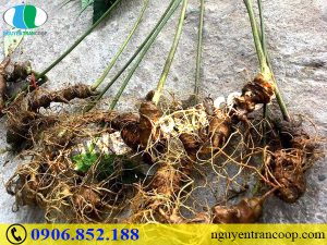 Đâu là những đối tượng không nên dùng Sâm Ngọc Linh?