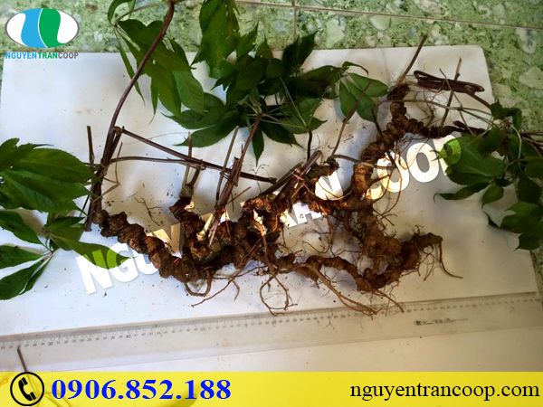 Đâu là những đối tượng không nên dùng Sâm Ngọc Linh?